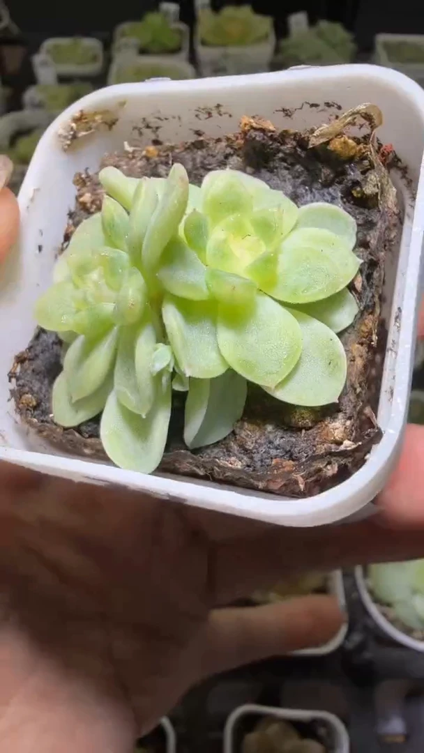 1474  纸鸢多肉植物