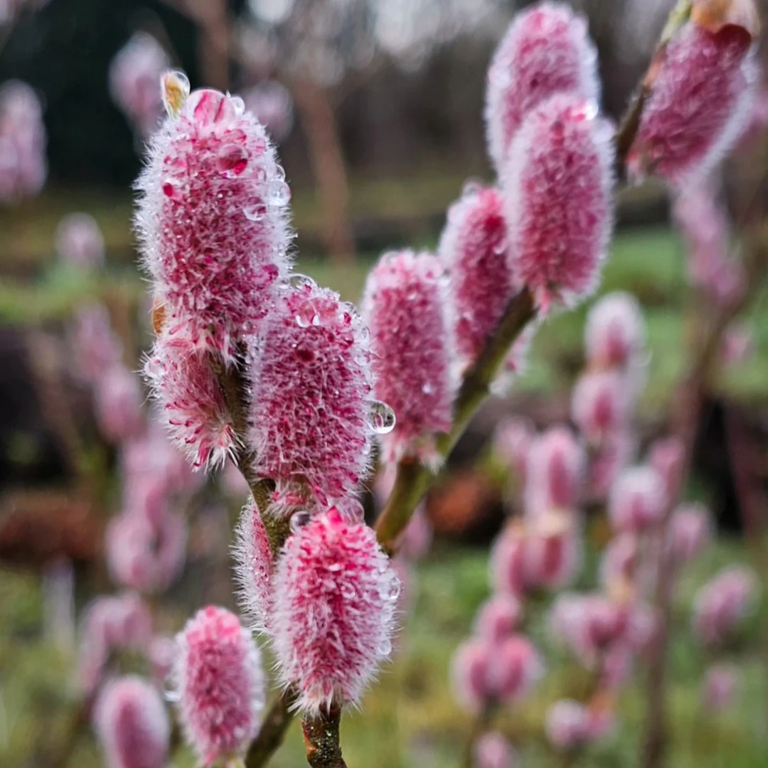 种花王大爷 银芽柳粉狐尾盆栽灌木庭院花园阳台