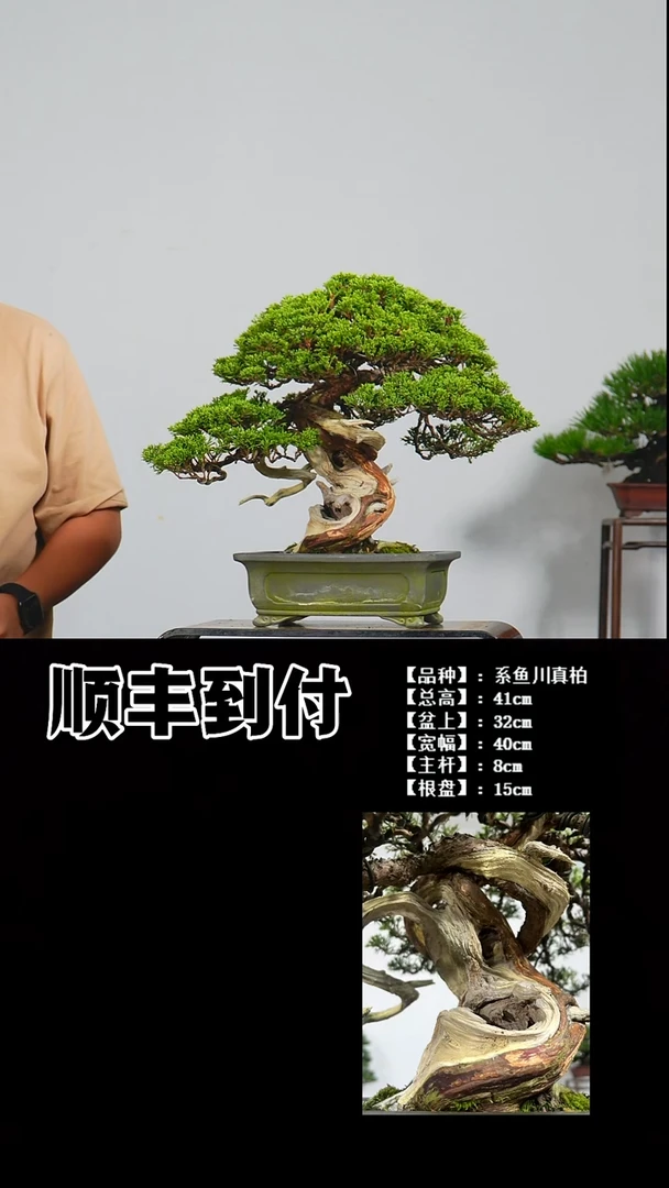 无花朵1****3b799系鱼川真柏buaboyou、