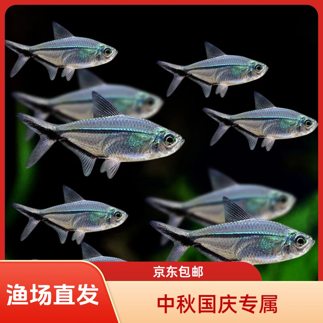 ◆中秋国庆专属◆ 黑尾大勾群游鱼之王热带小型观赏鱼