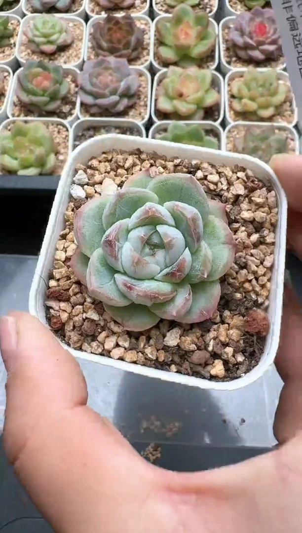 278C云禹多肉植物 带盆土纸巾打包 3颗包邮