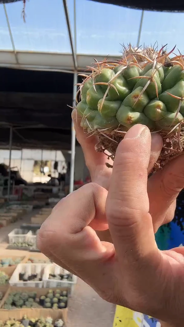 猫爪圆盘玉19.99配货看图有瑕疵
