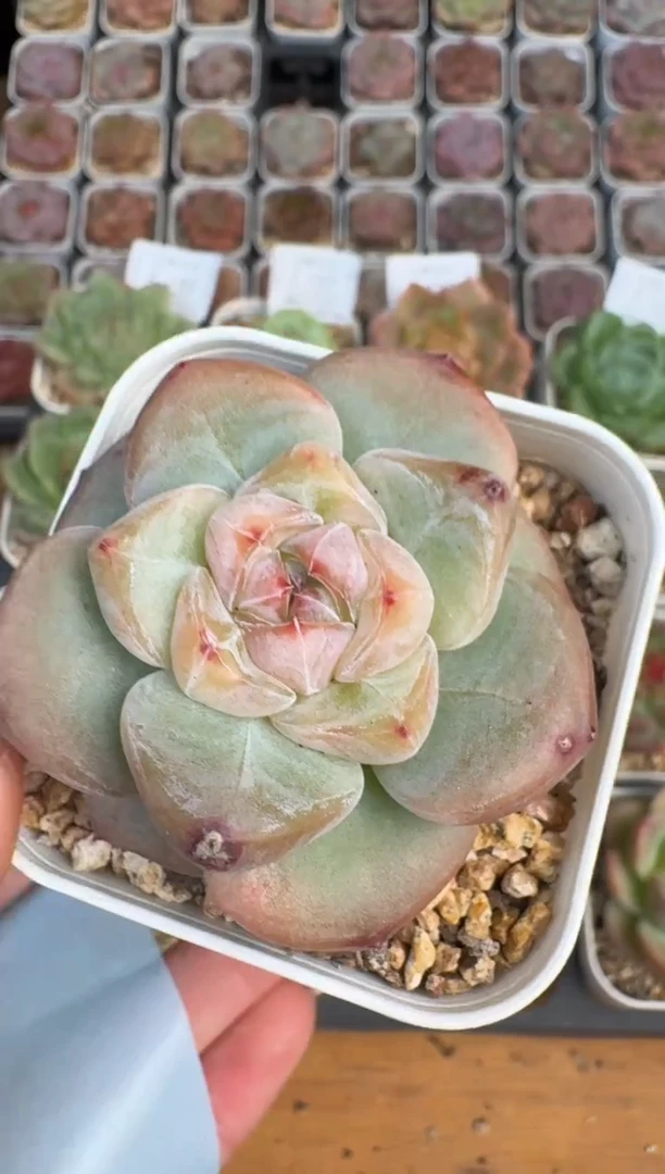 傲***子143Z珍妮多肉(6.5cm杯）一物一拍 带盆土发