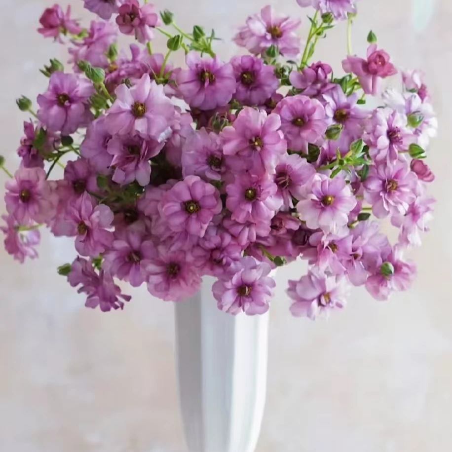 蝴蝶洋牡丹自带珠光仙气居家办公室鲜切花云南基地直发