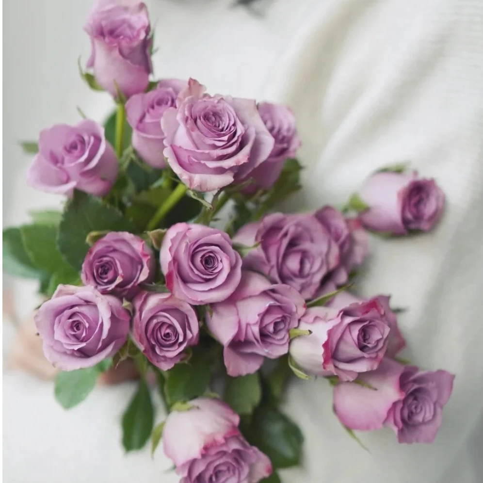 次日达-【紫霞仙子】鲜花次日达今天拍明天到两单顺丰包邮送货上门三单送花瓶生活鲜花家居插花源头基地现采