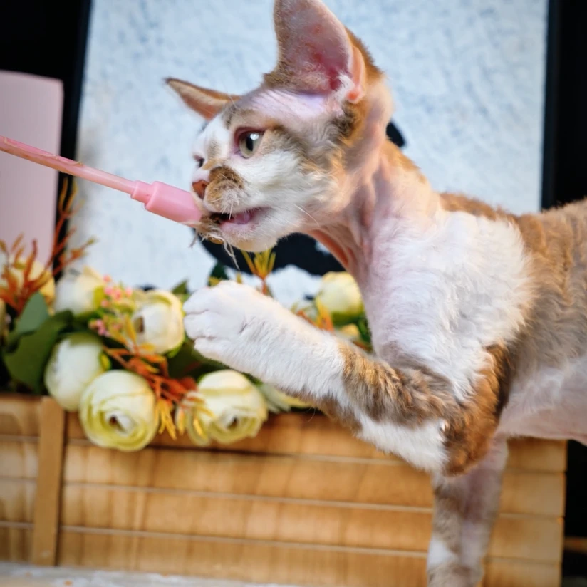 【脖子家】铜锣烧 肉桂因虎斑加白弟弟 正价非绝育