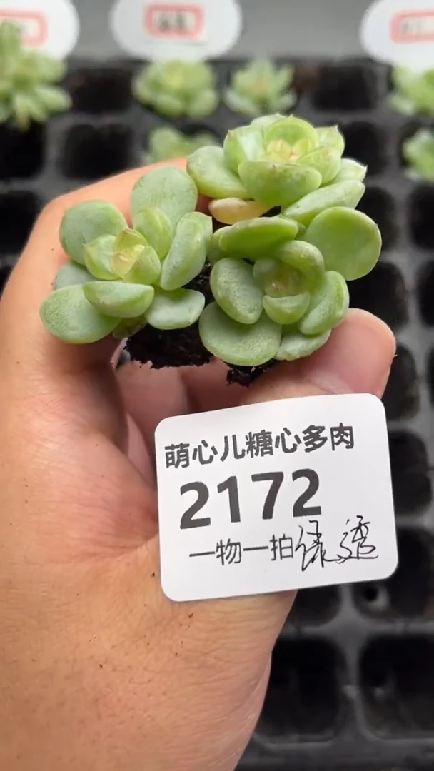 2172 绿透多肉植物量拍