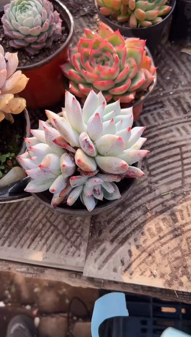 小****⁹多肉植物一物一拍25210