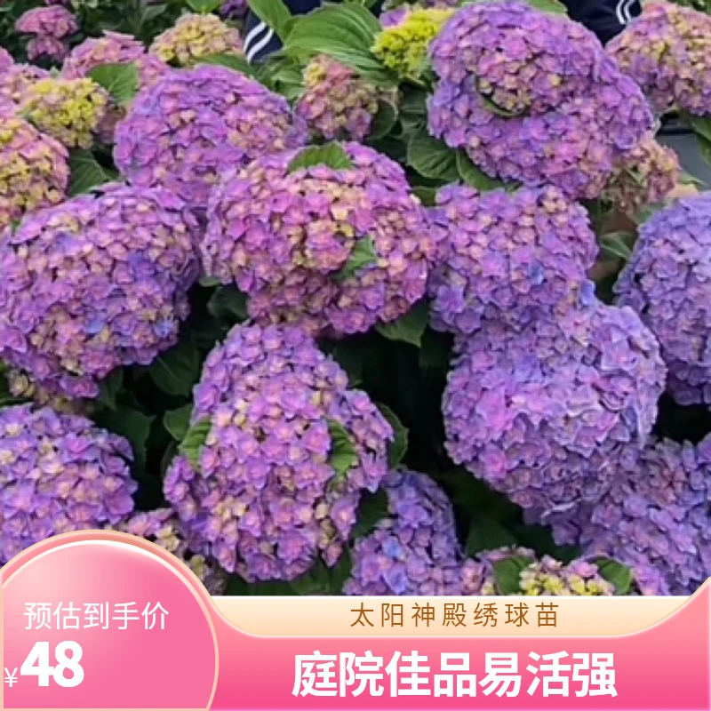 【太阳神殿】贵州露天重瓣大花庭院盆栽地栽易养活,不带花青苗发货