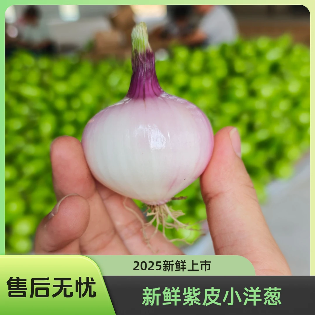 紫红色迷你小洋葱农家种植脆甜水果小洋葱可炒吃生吃