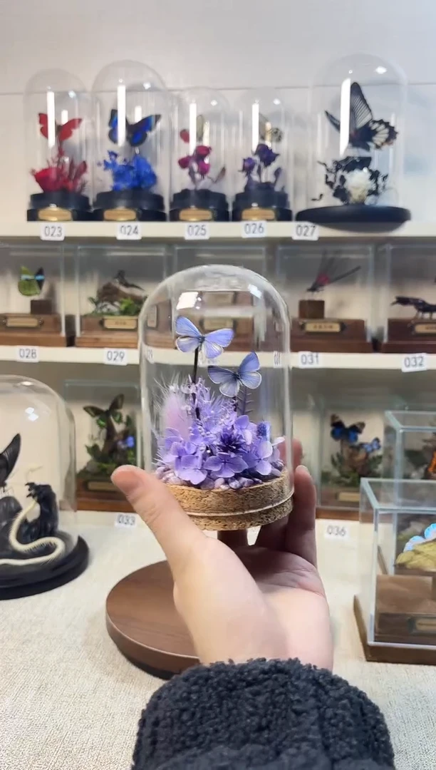 真实的大自然蝴蝶标本