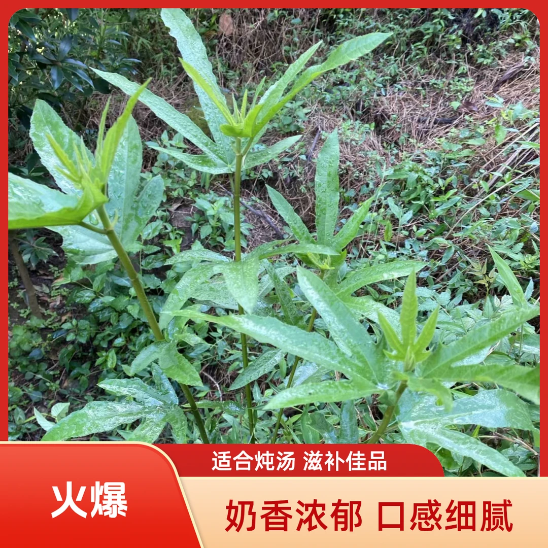 广西野生五指毛桃奶香浓郁五指牛奶根五爪龙批发煲汤泡酒嫩根干货