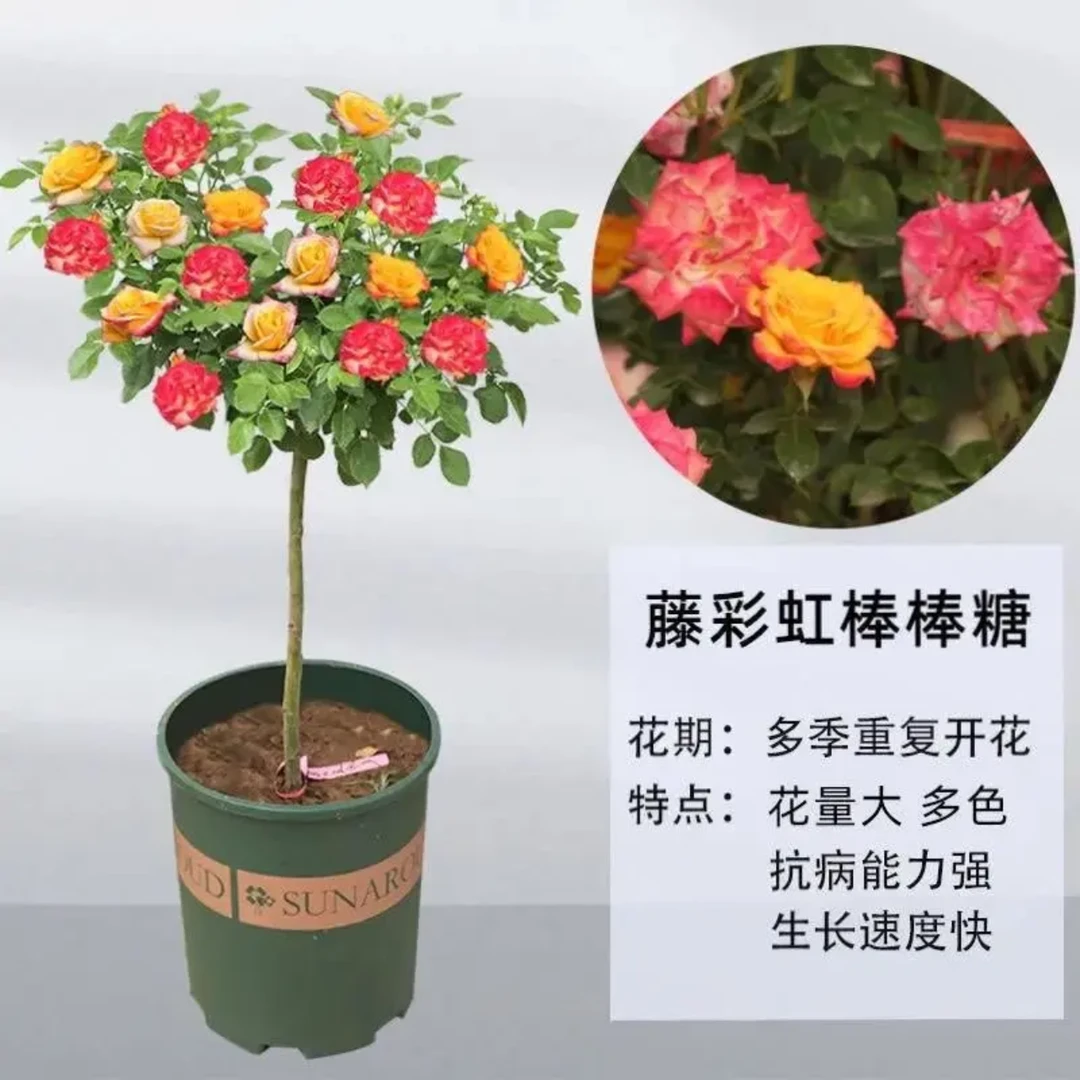 80-90cm多色变色龙月季棒棒糖变色龙带花苞发货庭院盆栽树桩