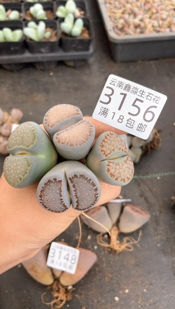 3156特价混合有疤瑕疵发货4颗