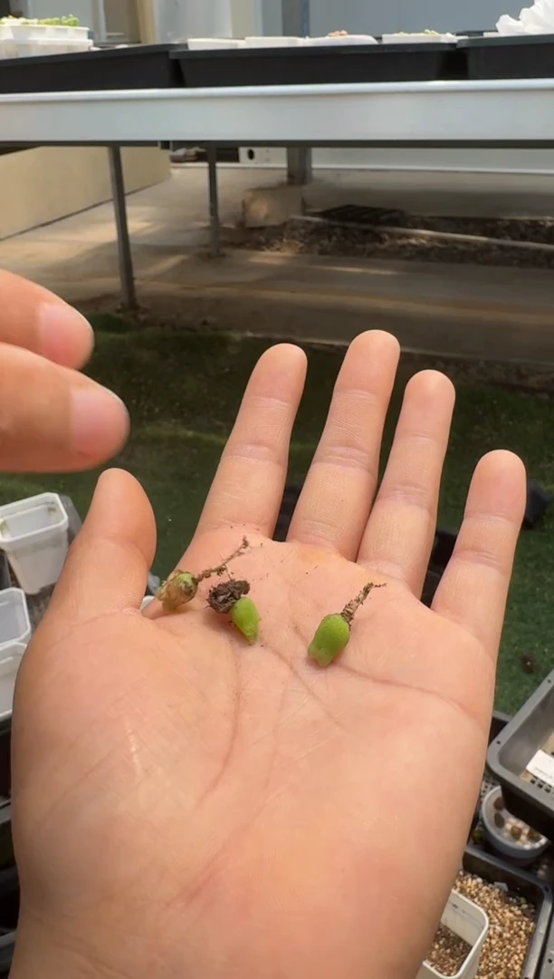 美丽的肉石头（25-31）-86