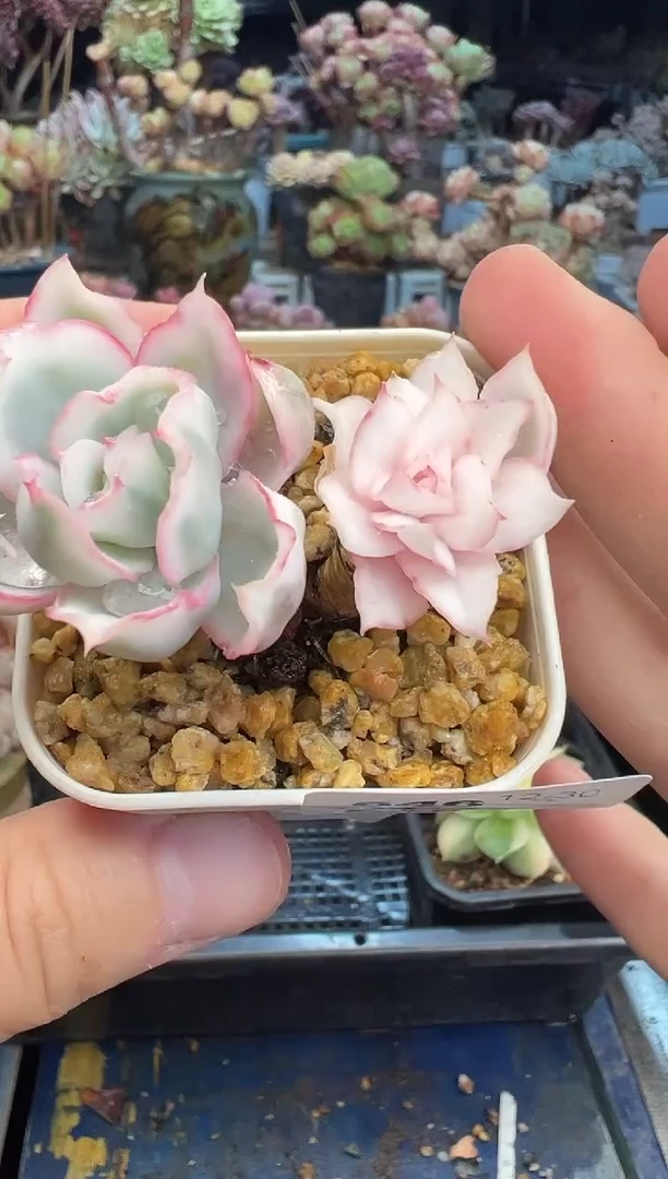 【闪购商品】646不带盆