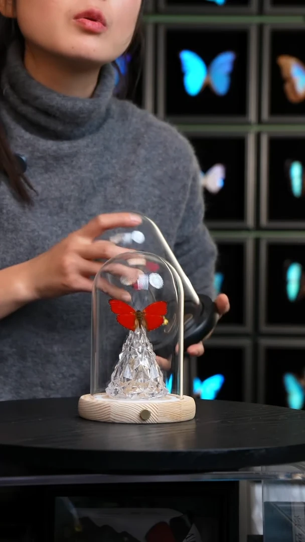 血漪蛱蝶圣诞灯玻璃罩