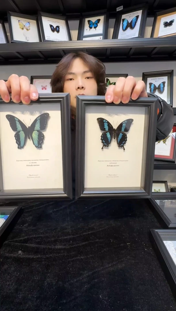 玻璃二选一一物一拍.真实蝴蝶标本