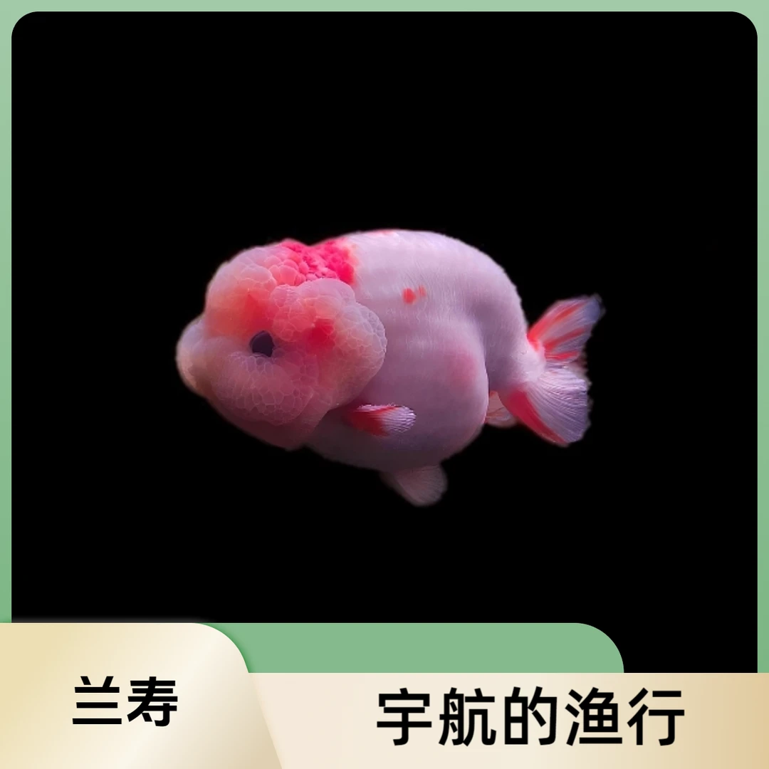 宇航的渔行兰寿金鱼