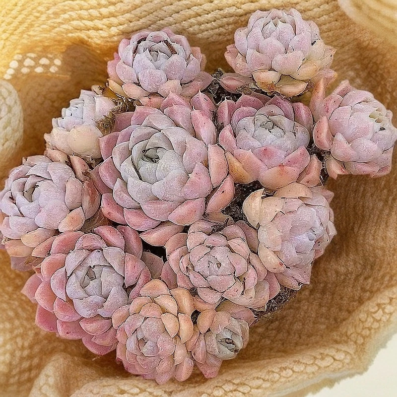 粉水晶白月影  熊猫多肉（满19包邮）带盆发  庭院美观