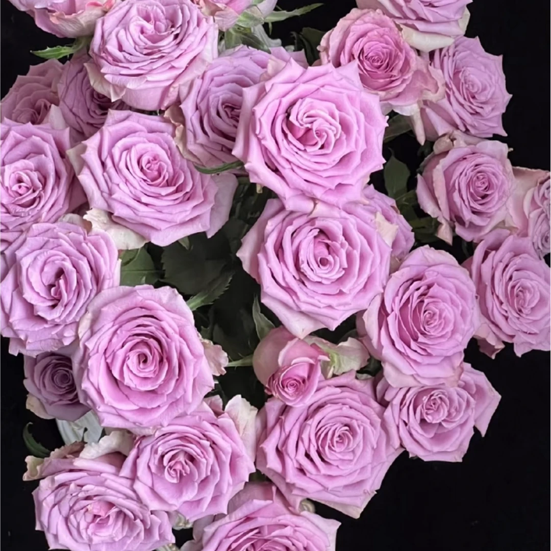 【紫霞仙子单头玫瑰】云南基地直发