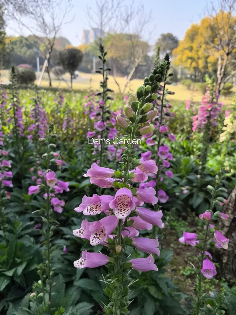 【毛地黄】大促1加仑多年宿根庭院盆栽地栽