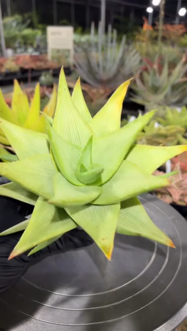 三禺锦芦荟FC-9726