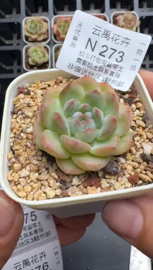 273N当天拍3颗包柚 带盆土发纸巾打包 云禹花卉 珍妮多肉植物