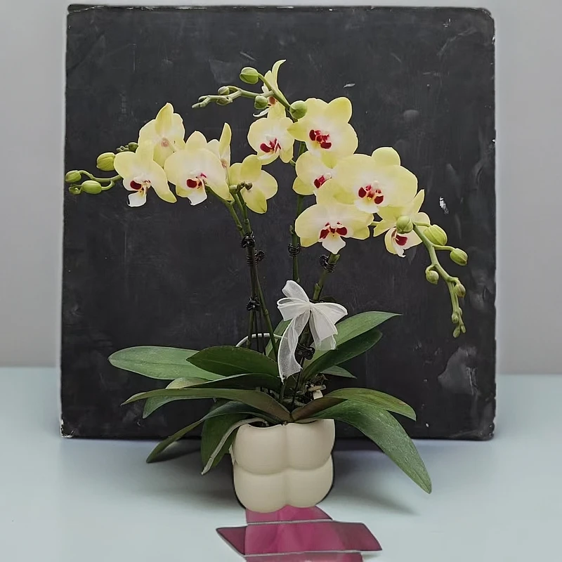 【月牙湾】黄色系带斑点蝴蝶兰室内种植观赏送礼带花发货