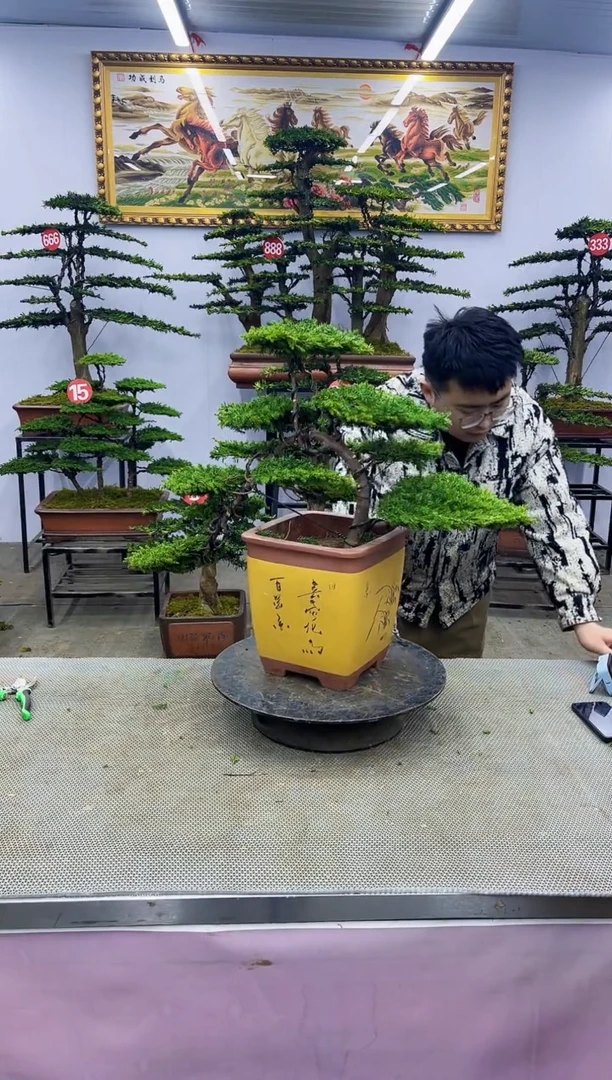 【闪购商品】八斗松/松类活物造型盆景，以直播间截图为啊啊啊
