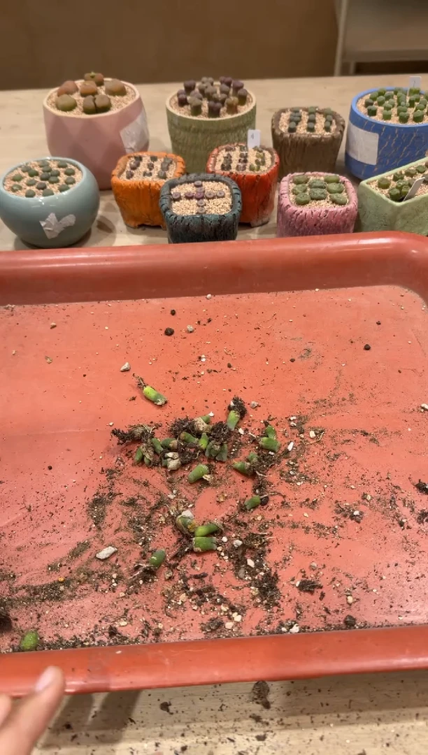 14-62多肉植物肉锥