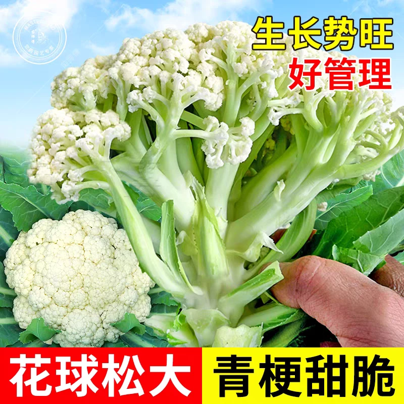 花菜苗秧青梗松花菜苗白花椰菜种子苗夏秋季散菜花苗夏播蔬菜苗籽