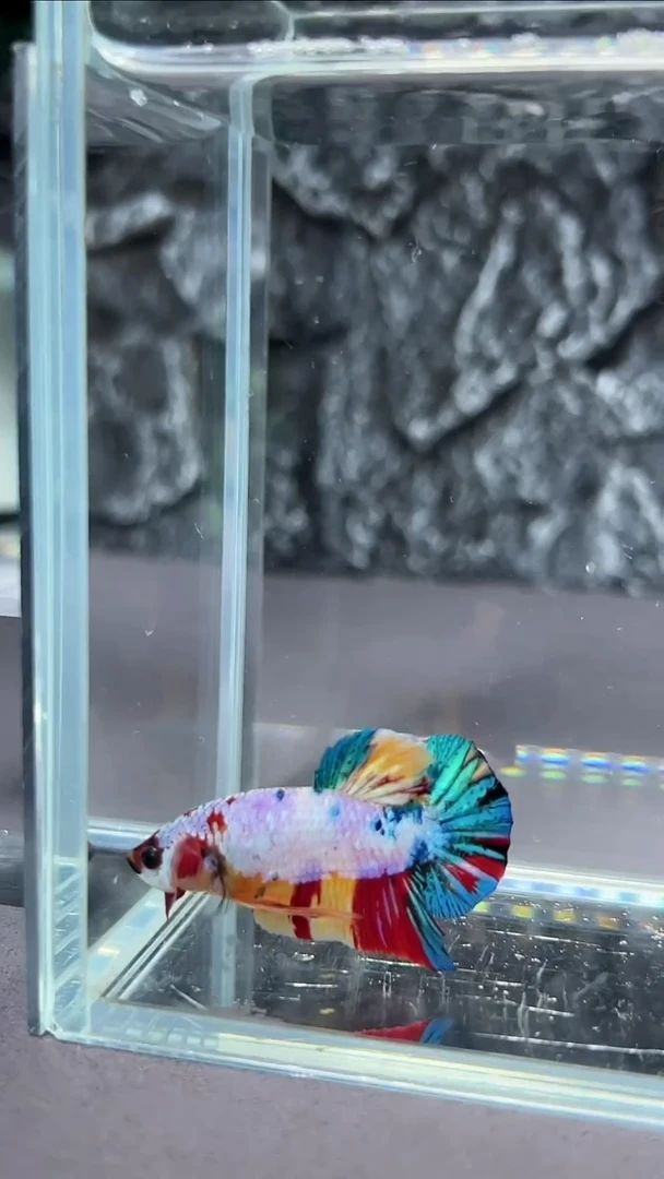 斗鱼竞拍链接A014