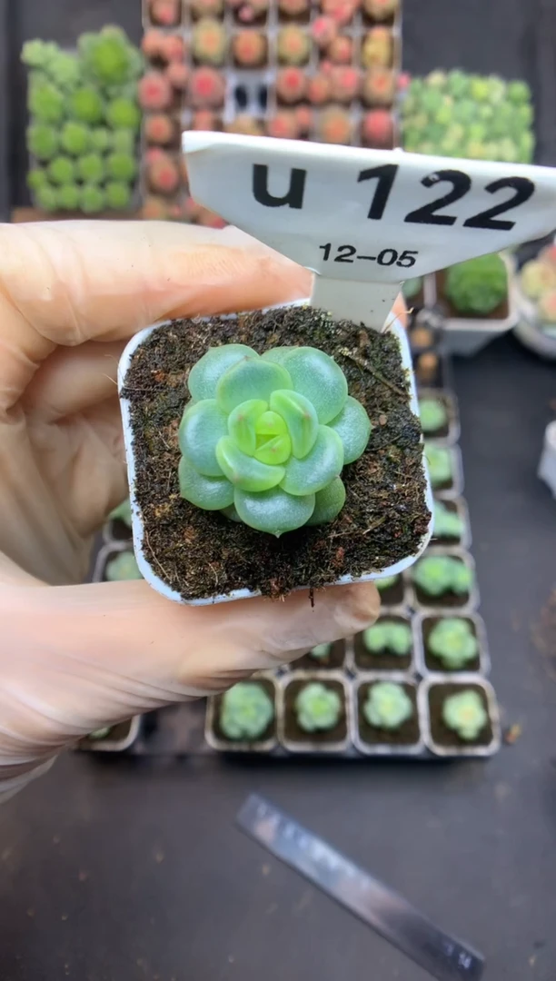 u122 叶插遥遥小苗 可带盆土 22.8