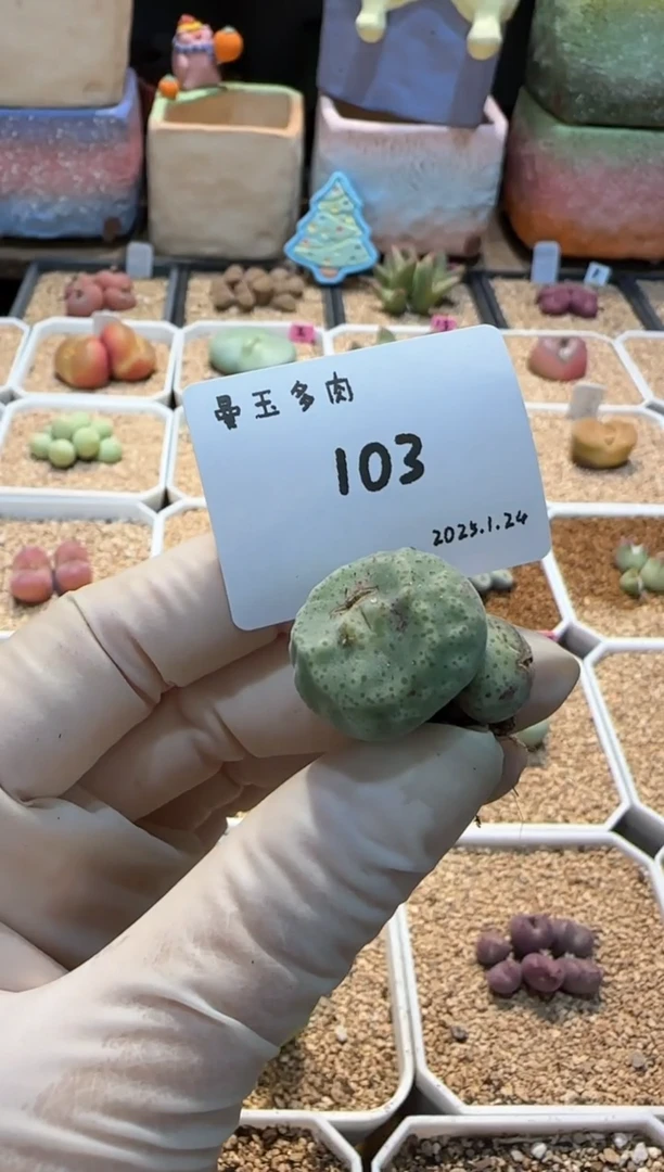 【闪购商品】25.1.24-103