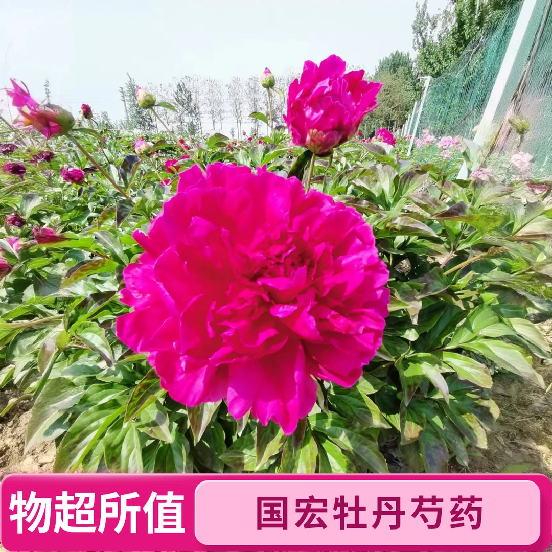 菏泽国宏牡丹芍药裸根发货红玛瑙