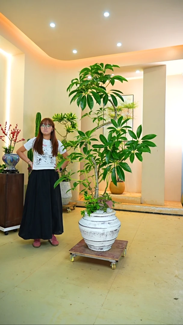 不开花植物L***?落地款保罗一物一拍