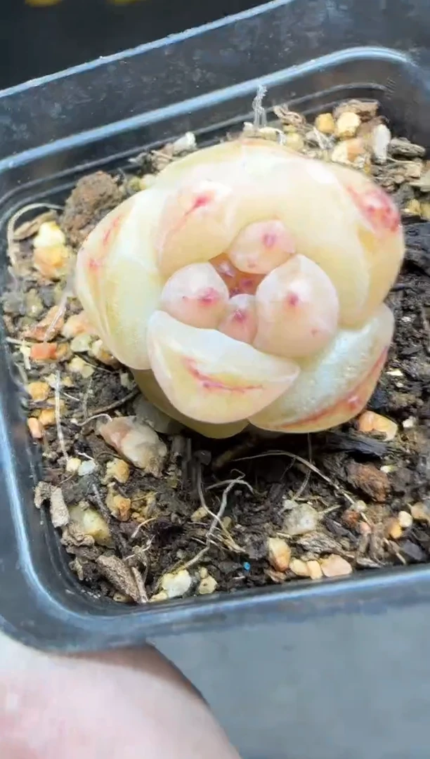 【闪购商品】一物一拍0213—125