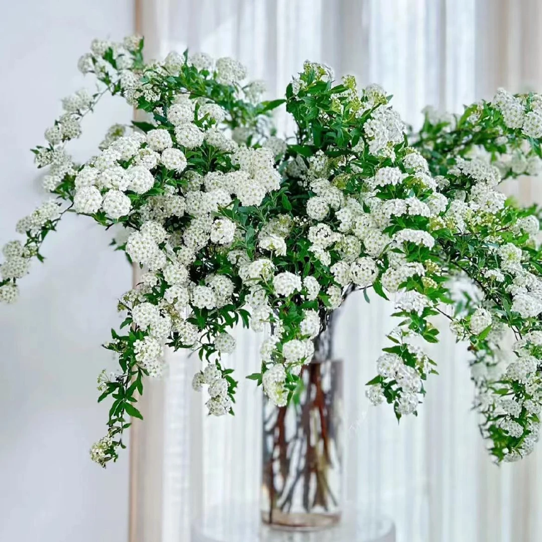 【小手球鲜切支】1-1.2米左右 夏季清新叶材 禅意风满满