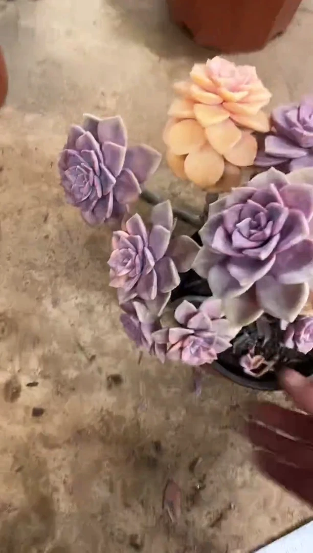 【闪购商品】中号紫乐锦78号50