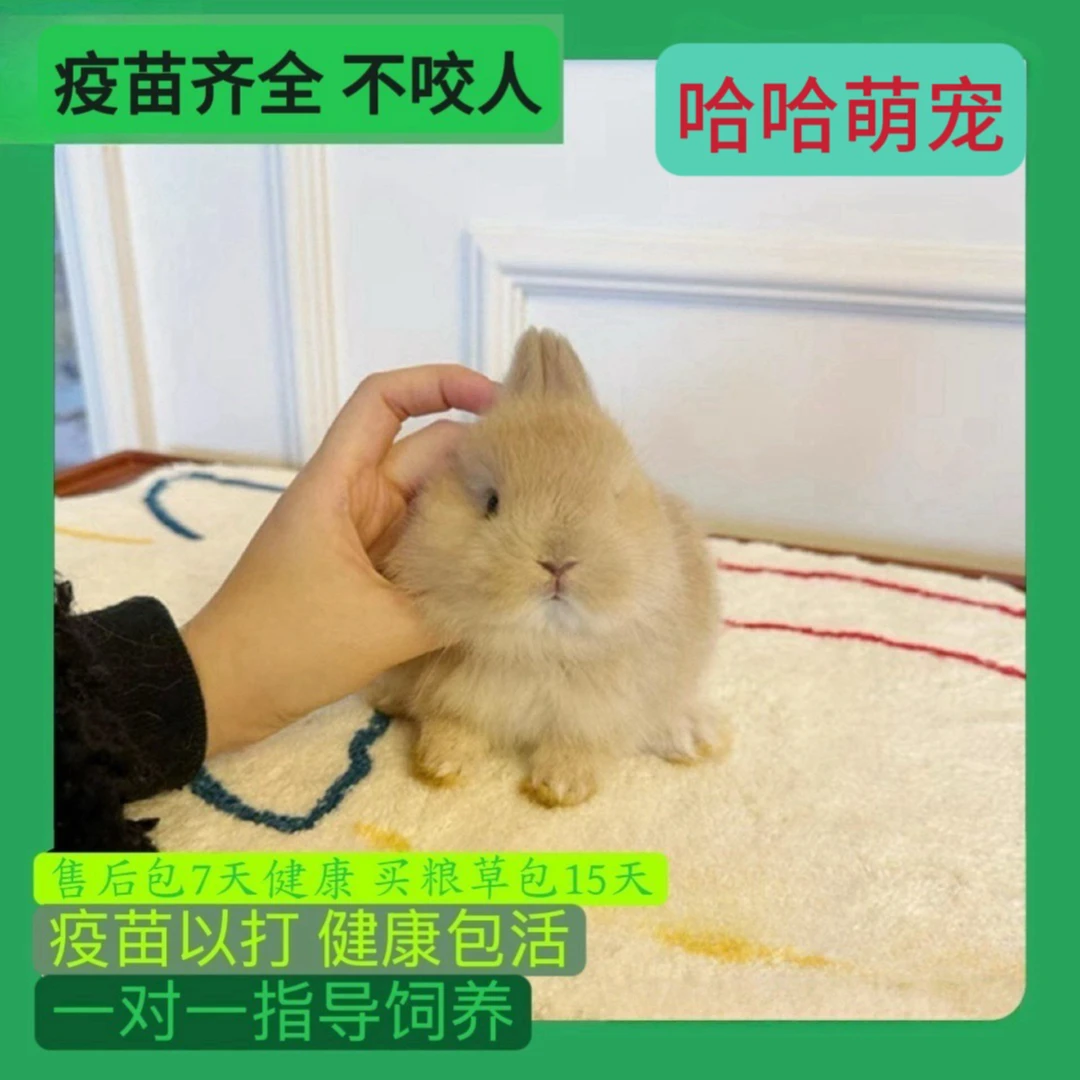 宠物兔侏儒兔活体兔子垂耳兔活物迷你小型兔子不咬人儿童家养温顺