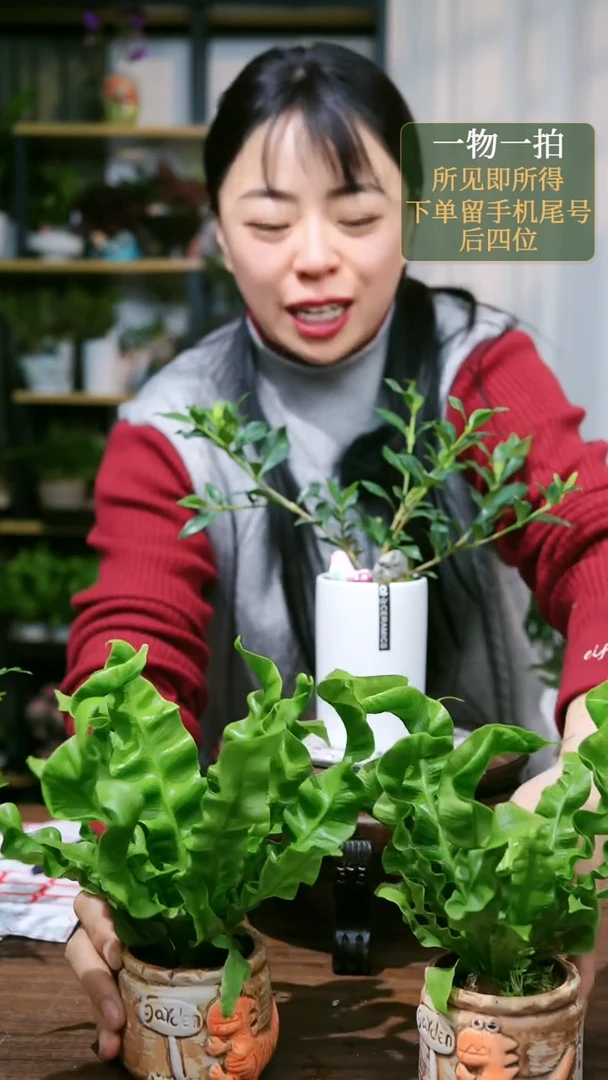 【闪购商品】7--火焰鸟巢蕨橙恐龙