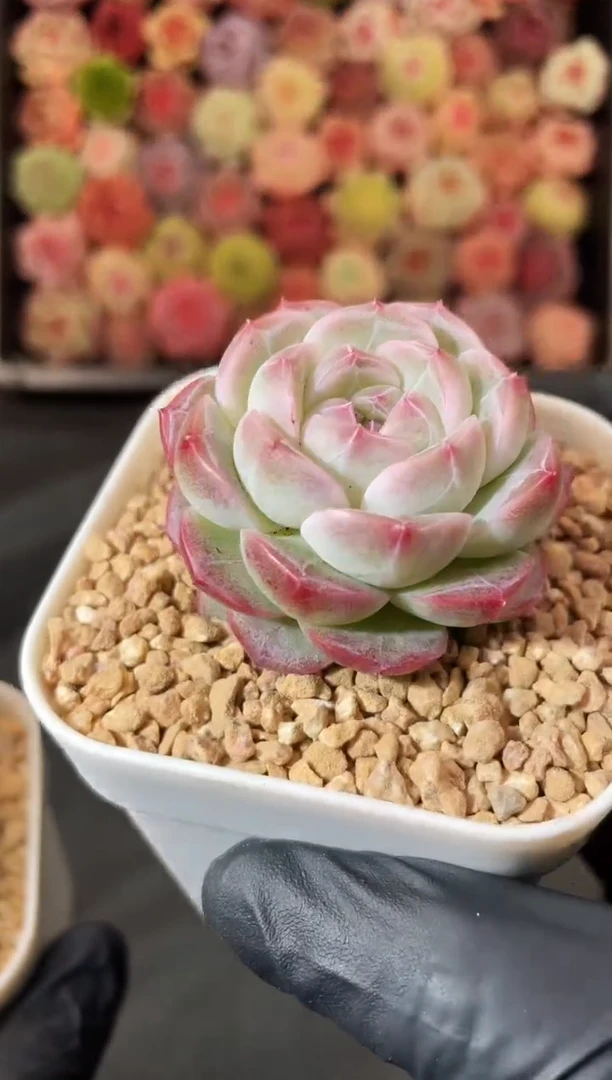 5-61 琉璃弹珠3-5厘米 量拍发一颗