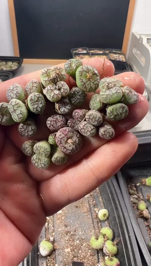 一物一拍                515