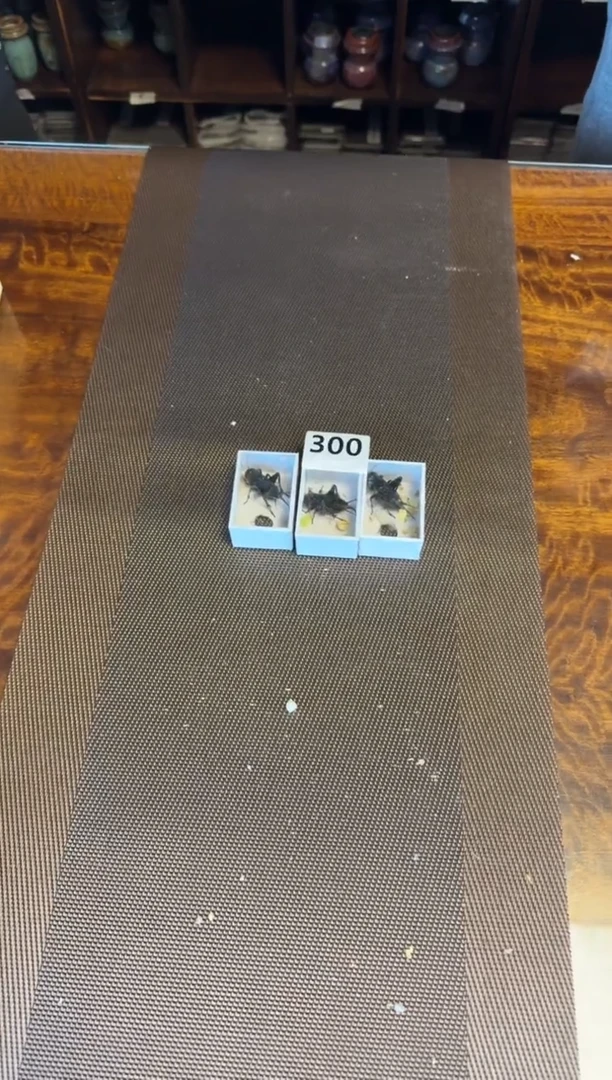 黑虫   三只      300