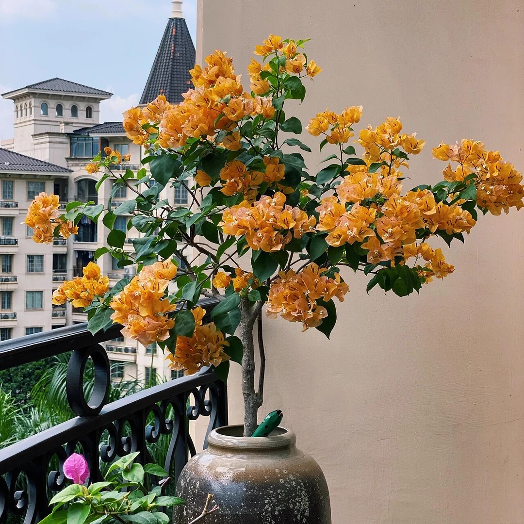 【三角梅】加州黄金云南基地现发一物一拍原盆原土发货