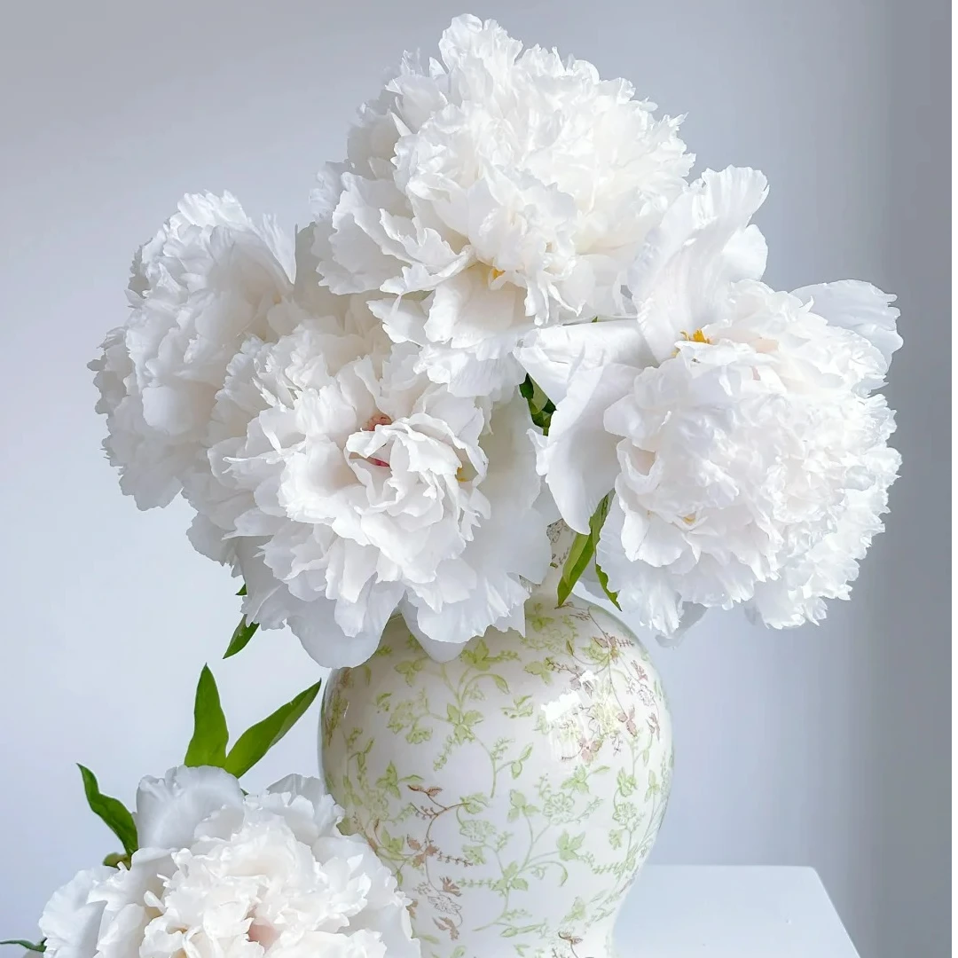 香玉入梦时雪落牡丹枝鲜切花山东菏泽基地直发顺丰包邮