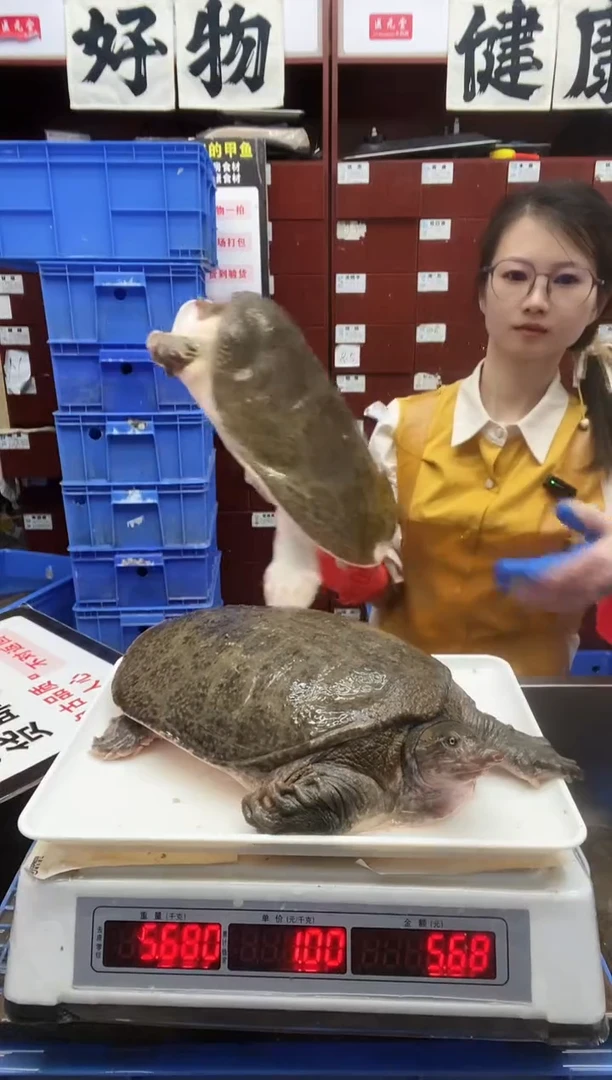 中国大陆阅**生甲鱼一只