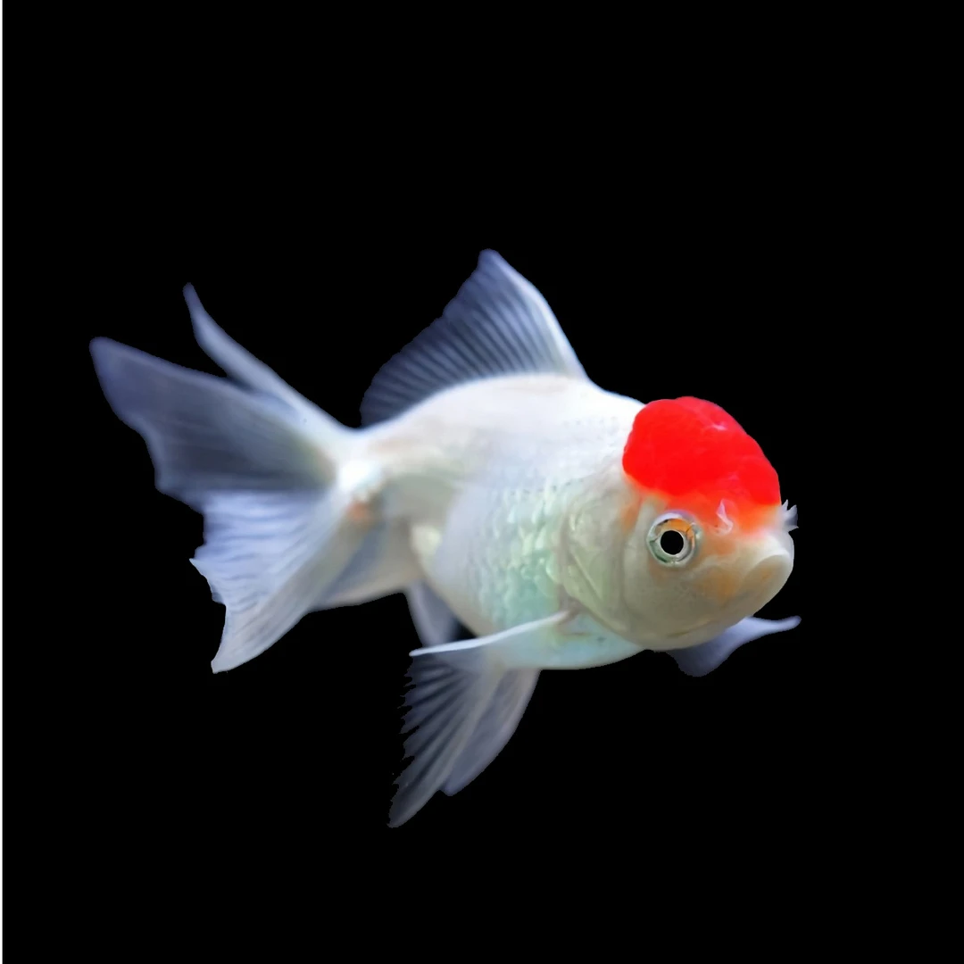 浮力耐活好养冷水鱼大金鱼《冷水鱼要打氧》！！！！！！