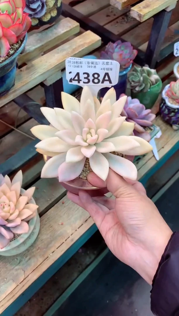 438A（一物一拍，精品多肉，w所见即所得 ）